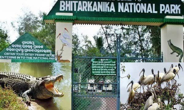 Odisha : भितरकनिका राष्ट्रीय उद्यान 9 दिनों की बंदी के बाद आगंतुकों के लिए फिर से खुल गया