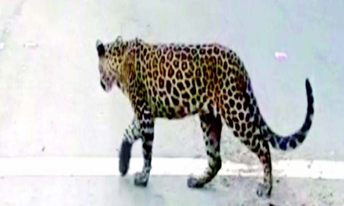 Goa News: असंवेदनशील मनुष्यों द्वारा जानवरों के आवासों को नष्ट करने का सरल मामला