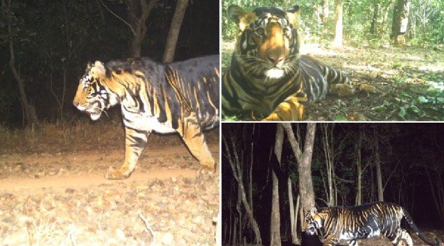 Odisha : पहली 'ब्लैक टाइगर सफारी' स्थापित करेगी ओडिशा सरकार