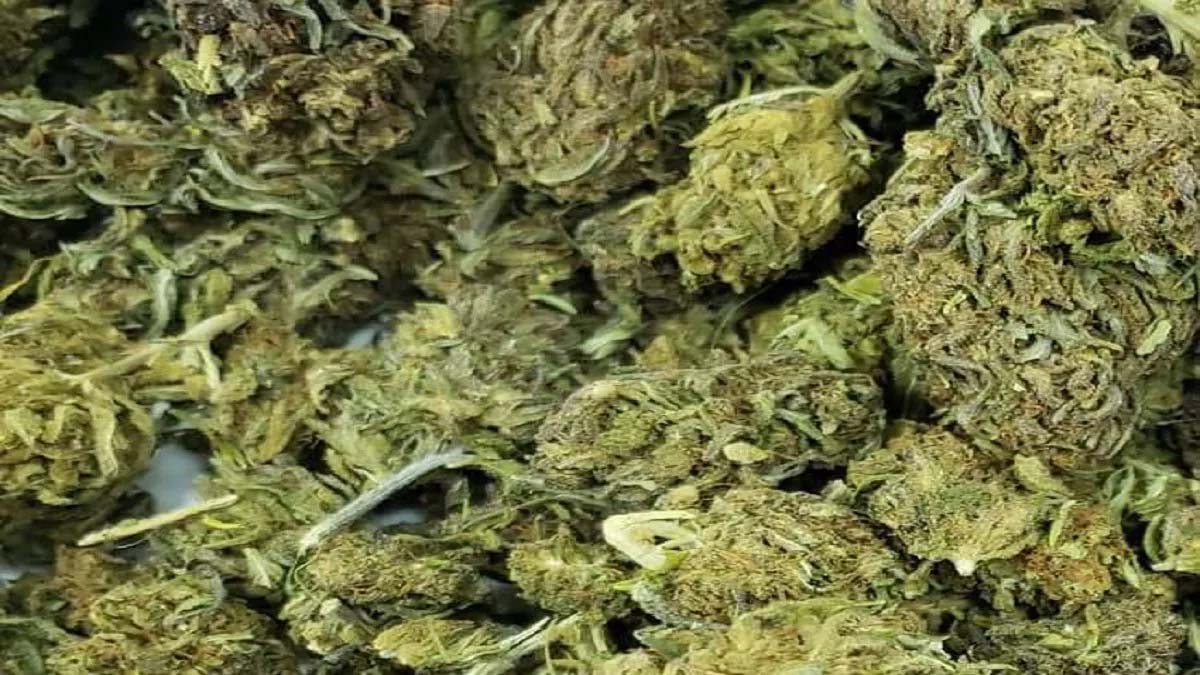 पुलिस ने पकड़ा 10 लाख का गांजा