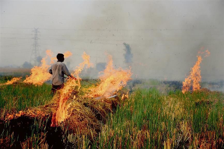 Punjab : एनजीटी ने खेतों में आग रोकने के लिए पंजाब सरकार से संशोधित कार्ययोजना मांगी