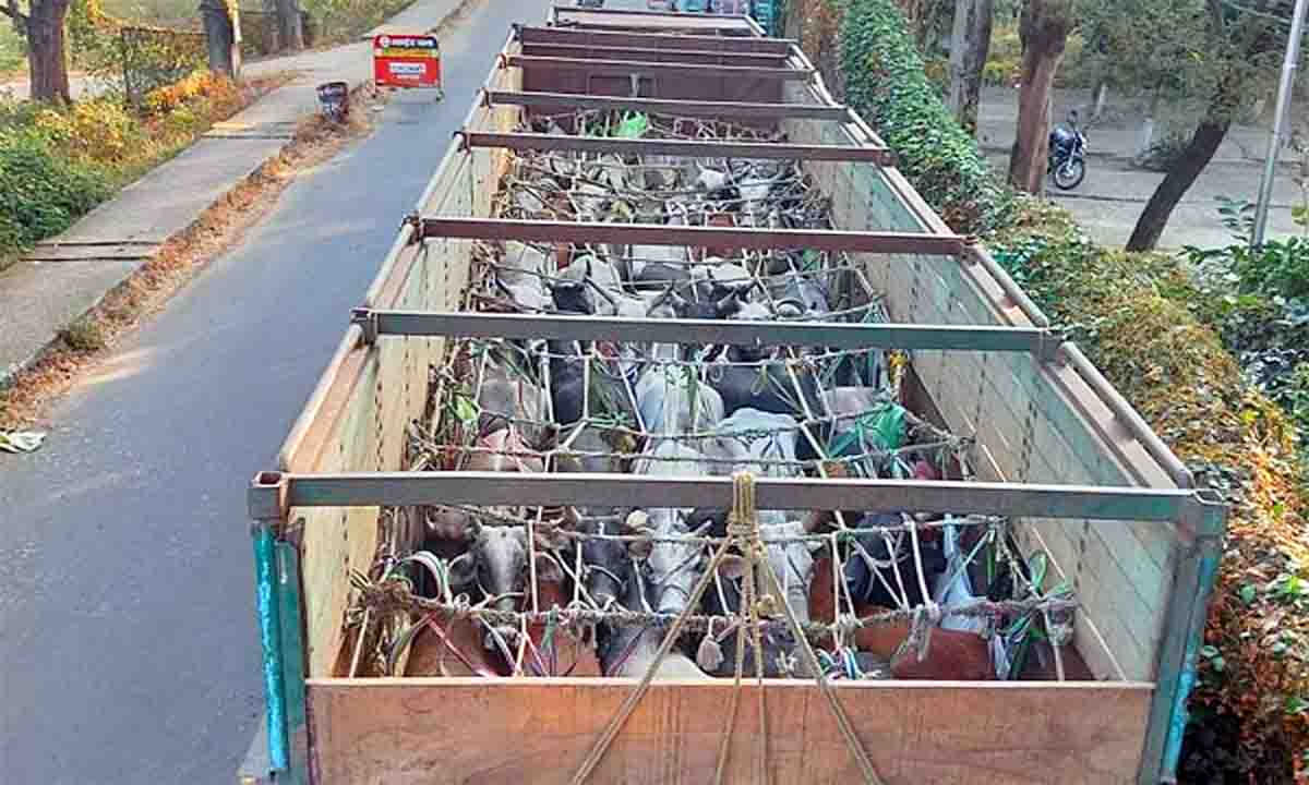 Giridih : पुलिस ने पशु लदे तीन ट्रक किये जब्त, आठ तस्कर गिरफ्तार