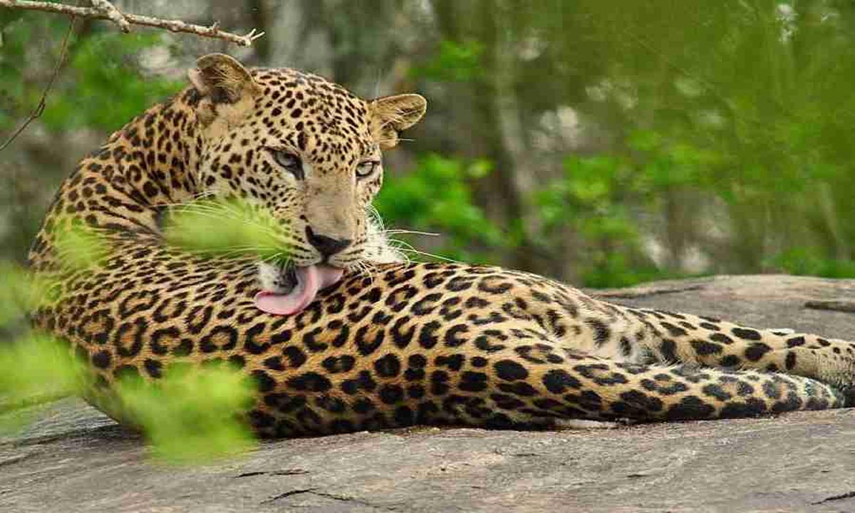 Alipurduar: एशियन हाईवे 48 पर सड़क दुर्घटना में जंगली तेंदुए की मौत