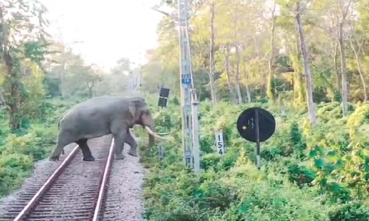 Jalpaiguri: पूर्वोत्तर सीमांत रेलवे डुआर्स ट्रैक पर ट्रेन की गति बढ़ाने की योजना बना रहा
