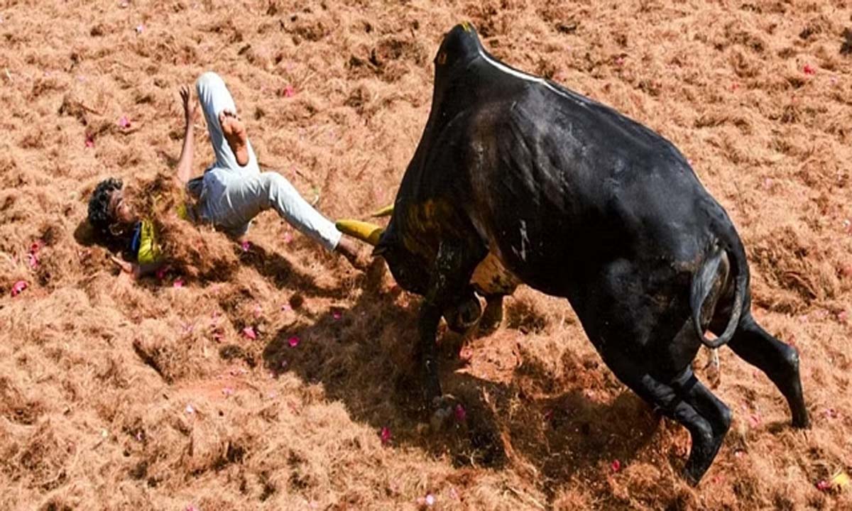 Tamil Nadu minister: सर्वश्रेष्ठ जल्लीकट्टू वशीकरण करने वालों, मालिकों को कारें मिलेंगी