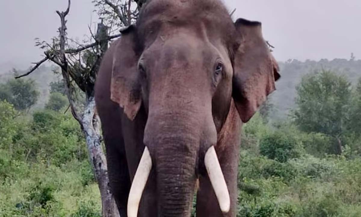 Elephant attack: तमिलनाडु में महिला और बच्चे बाल-बाल बचे