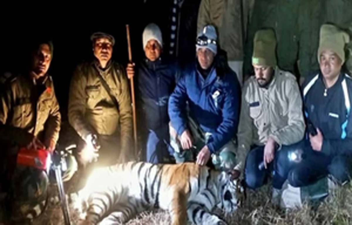 पकड़ी गई बाघिन की डीएनए रिपोर्ट से मिला नरभक्षी होने का सबूत, 3 महिलाओं को बनाया अपना निवाला