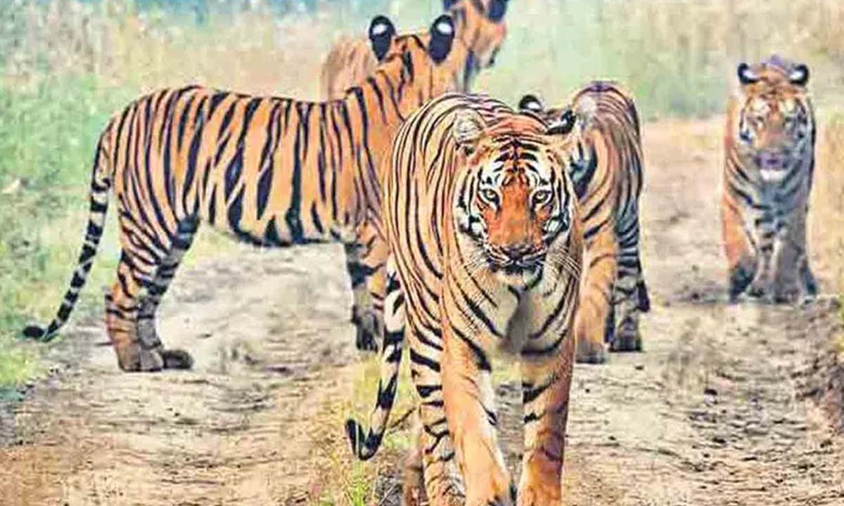 बाघों की मौत रोकने के लिए वन अधिकारियों ने मिशन शुरू किया
