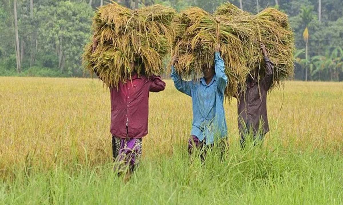 Kerala: कुट्टनाड के धान के खेत पीढ़ीगत बदलाव के दौर से गुजर रहे