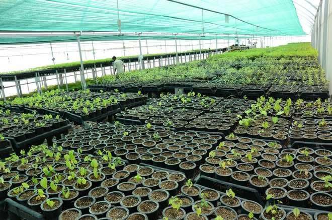 Haryana : अधिकारियों ने अवैध नर्सरी पर कार्रवाई की
