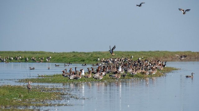 Odisha : ओडिशा के भितरकनिका में पक्षी गणना 6 जनवरी से शुरू होगी
