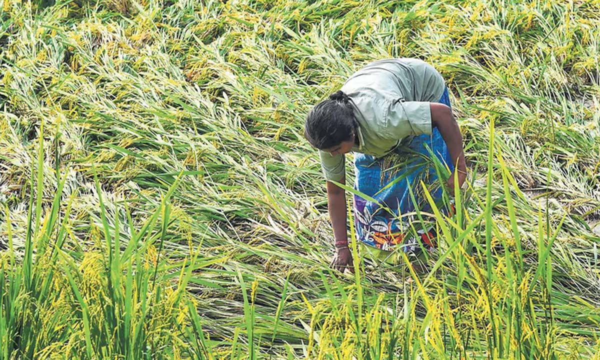 Tamil Nadu: किसानों को दुख है कि बेमौसम बारिश से फसल का मौसम एक बार फिर प्रभावित हुआ