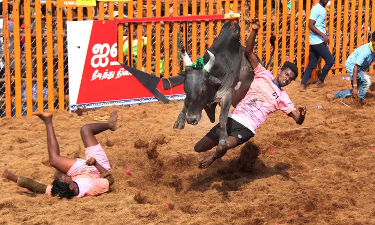 Tamil Nadu: सांड को वश में करने के कार्यक्रम स्थल पर दो व्यक्तियों की मौत