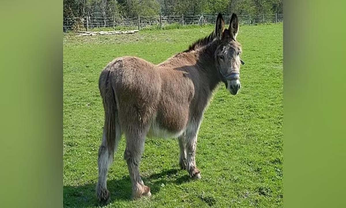 गधे हमें व्यापार के बारे में क्या सिखा सकते हैं?
