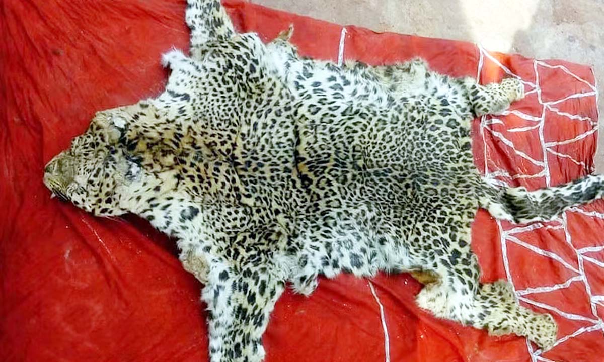 Gujarat: वलसाड में तेंदुए की खाल, नाखून जब्त, 7 आयोजित