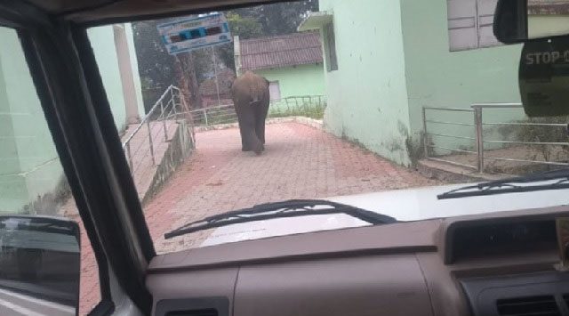 Mayurbhanj : बारीपदा में स्कूल परिसर के अंदर हाथी को घूमते देखा गया