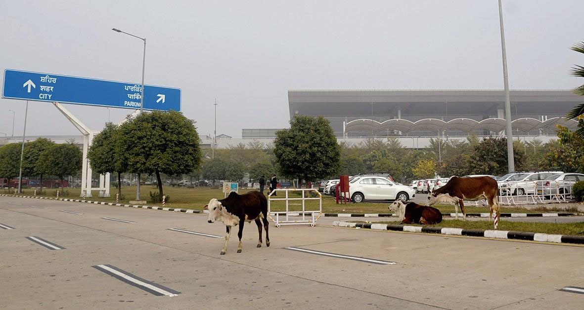 Punjab : आवारा मवेशियों का आतंक मोहाली हवाईअड्डे तक पहुंचा, अधिकारी शांत नहीं