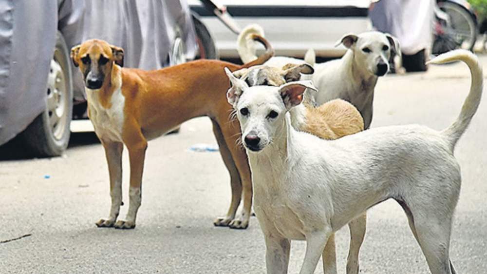 Gujarat : कुत्ते पालने वाले सावधान, गुजरात हाई कोर्ट ने सुनाई सजा
