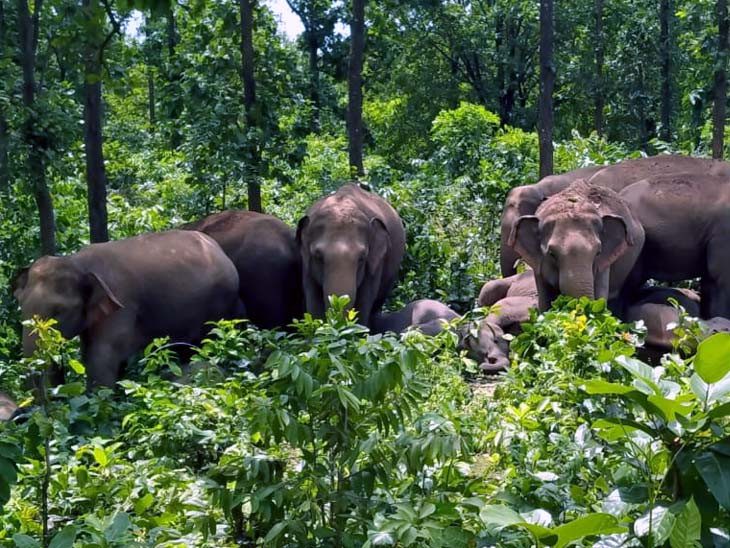 Odisha : 22 हाथियों के झुंड ने पुरी में फसलें तबाह कर दीं