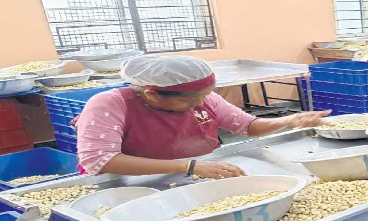 MANGALURU: लाल सागर पर हौथी हमलों से दक्षिण कन्नड़ से काजू निर्यात प्रभावित हुआ