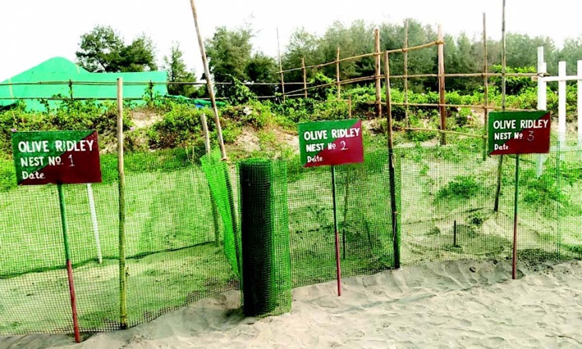 PERNEM: फ़्लिपर्ड आगंतुक मोरजिम समुद्र तट पर घोंसला बनाते