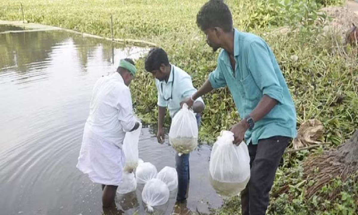 Tamil Nadu: केवीके जलीय खरपतवार को कम करने के लिए ग्रास कार्प को बढ़ावा