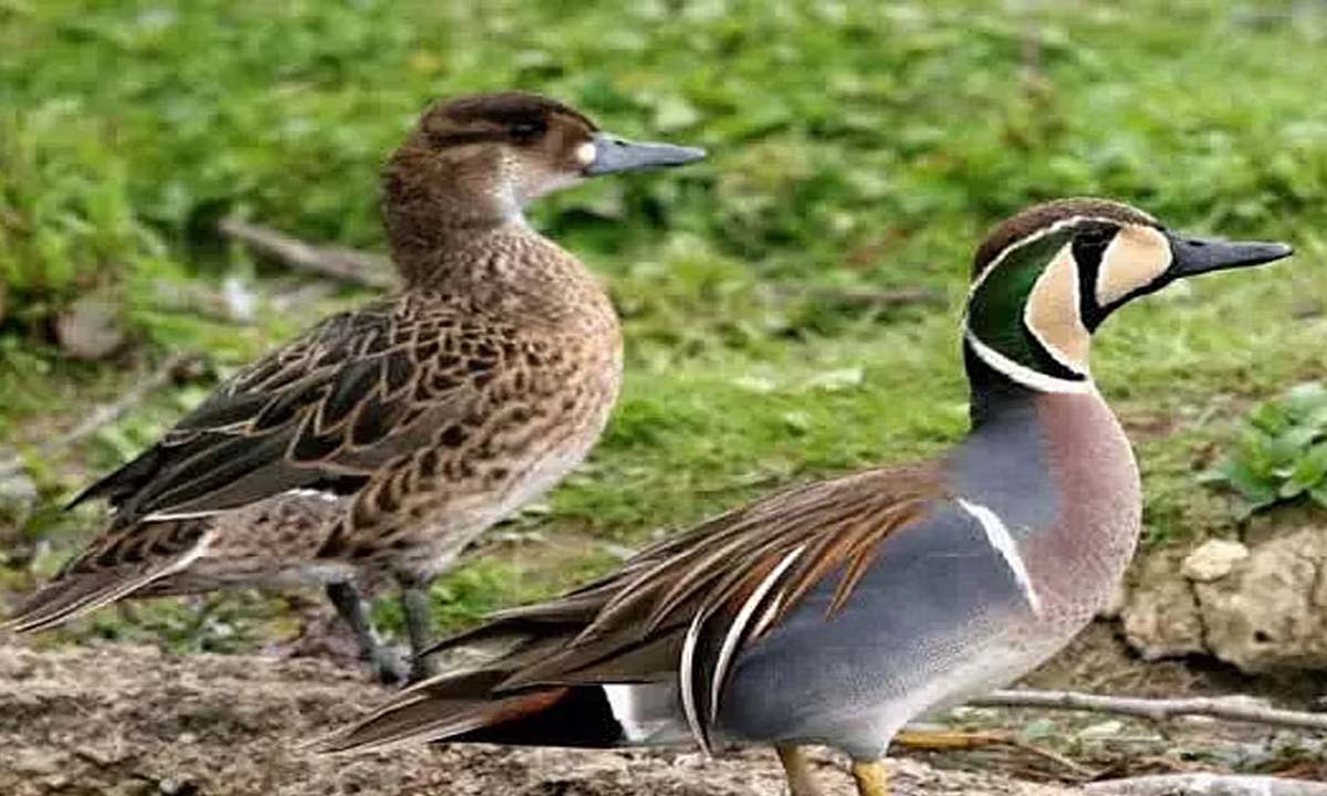 109 साल बाद दुर्लभ बाइकल टील डक है देखी