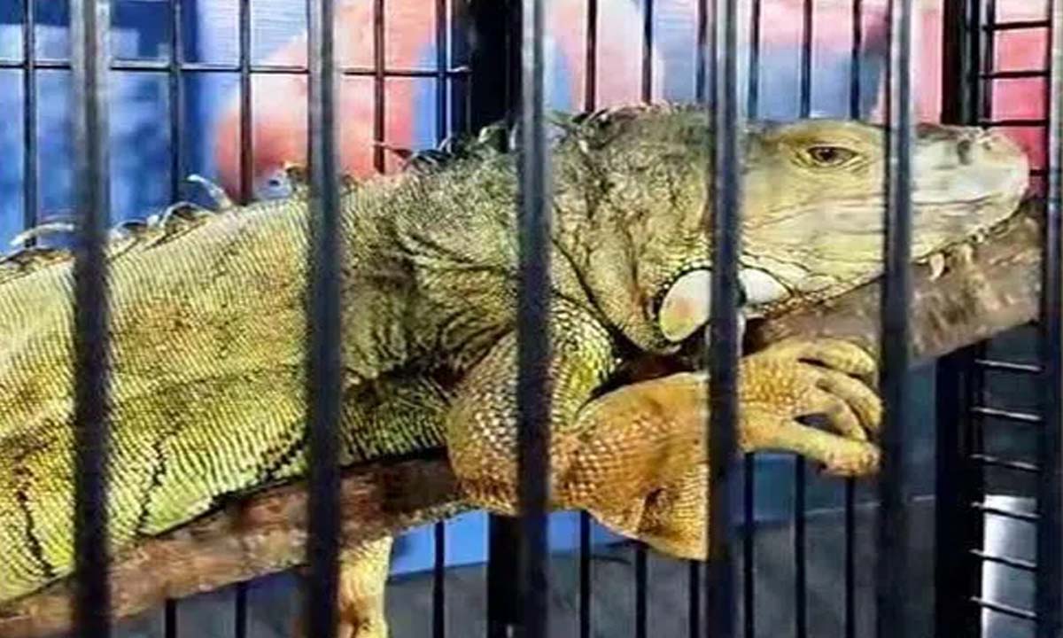 Hyderabad: विदेशी जंगली जानवरों का प्रदर्शन करने वाला शख्स मुसीबत में फंस गया