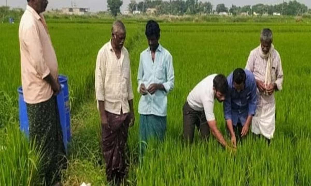 ONGOLE: किराना व्यापारी से किसान बने जैविक खेती से कमा रहे सोना
