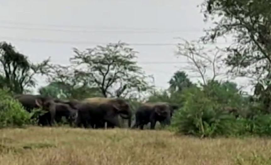 Odisha : सुंदरगढ़ में हाथियों के हमले के विरोध में स्थानीय लोगों ने सड़क जाम कर दिया