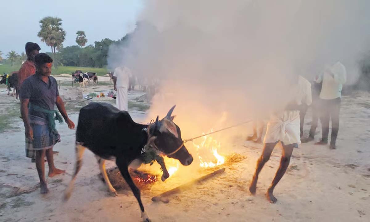 TN: उम्बालचेरी मट्टू पोंगल की गूंज से मवेशियों की संख्या में गिरावट आई