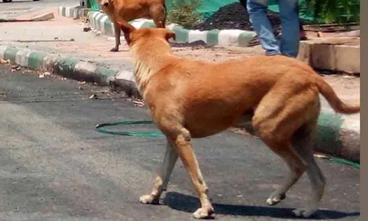 Tirupati: आवारा कुत्तों ने बच्ची पर हमला किया