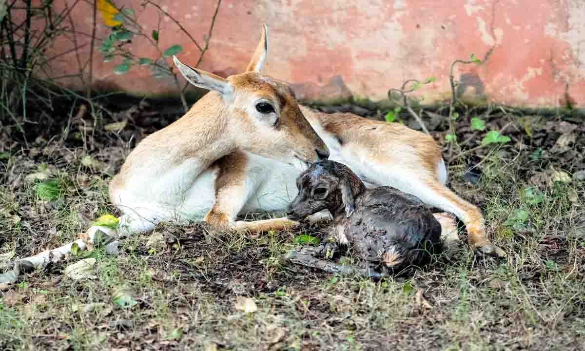 Jaipur : पक्षियों के साथ कृष्ण मृग की अठखेलियों से आबाद हो रहा केवलादेव राष्ट्रीय पक्षी उद्यान