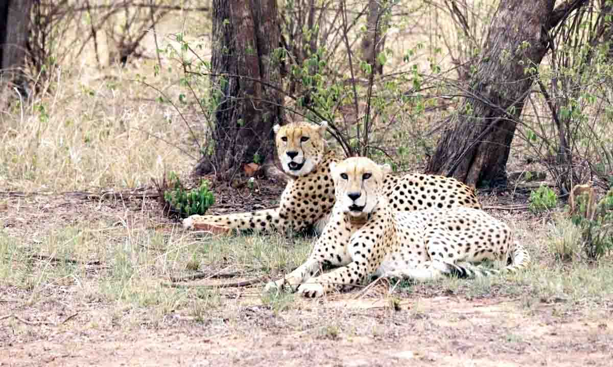 Cheetah Rehabilitation Scheme : वन्यजीवों का नया आशियाना तैयार, अफ्रीकी विशेषज्ञ फरवरी में लेंगे जायजा