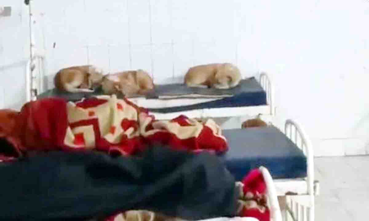 Photo viral on social media : मरीजों के बिस्तरों पर आराम फरमा रहे कुत्ते, मैहर अस्पताल प्रबंधन बेखबर