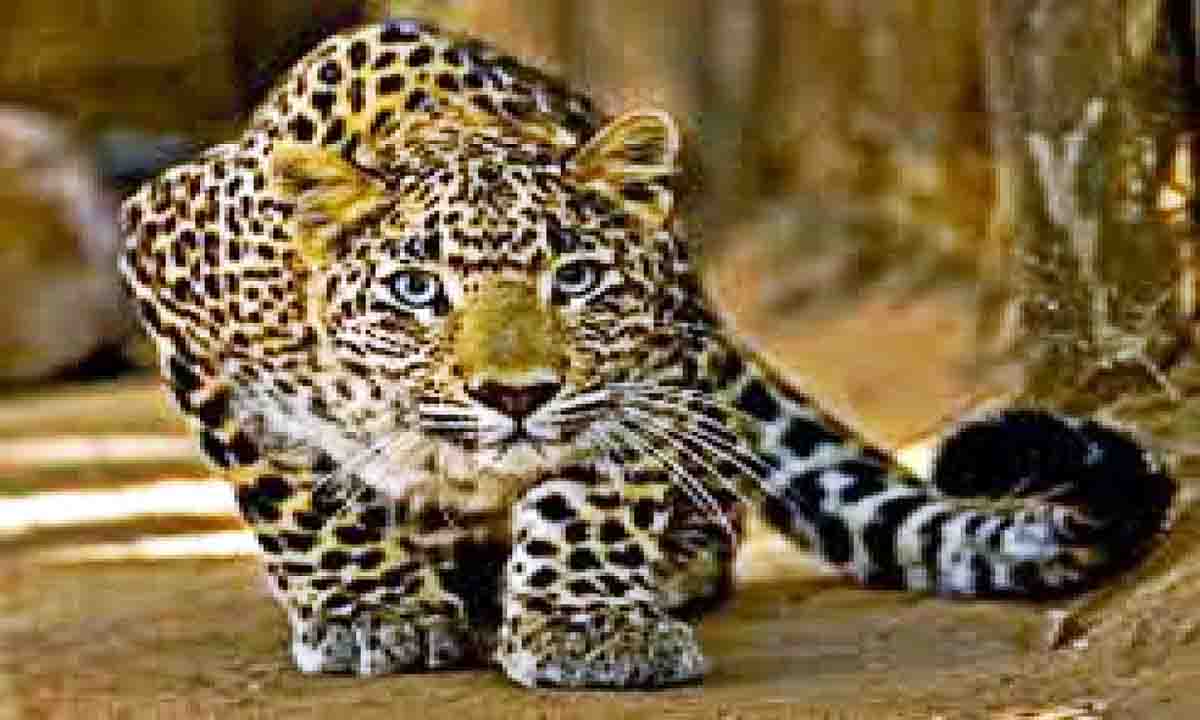 गुलदार ढाई साल के बच्चे को उठा ले गया,बच्चे की मौत के बाद गांव में दहशत