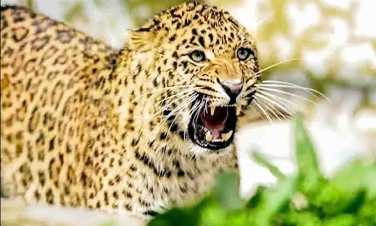 Dehradun Khatima : शादी समारोह में आए तीन लोगों पर गुलदार ने किया हमला