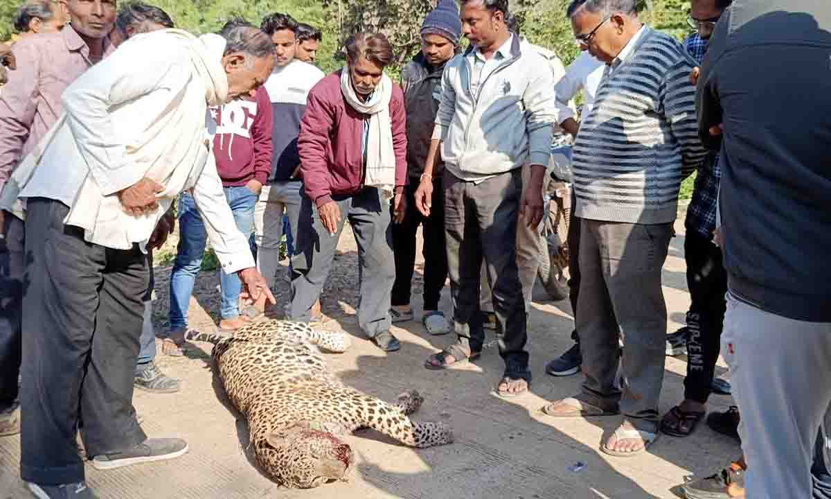 Niwari :मृत पड़ा मिला तेंदुए ,ग्रामीणों ने लगाया वन विभाग पर ध्यान नहीं देने का आरोप