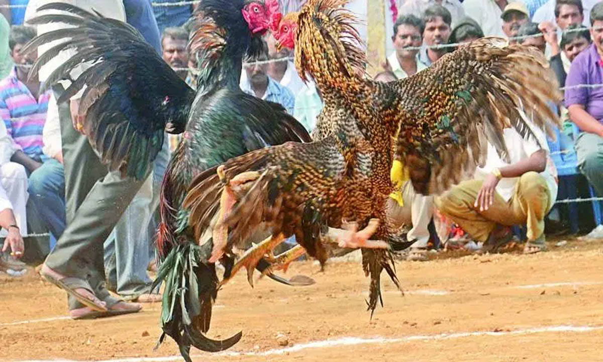 मुर्गों की लड़ाई जानवरों के खिलाफ क्रूरता के बराबर है- हाई कोर्ट