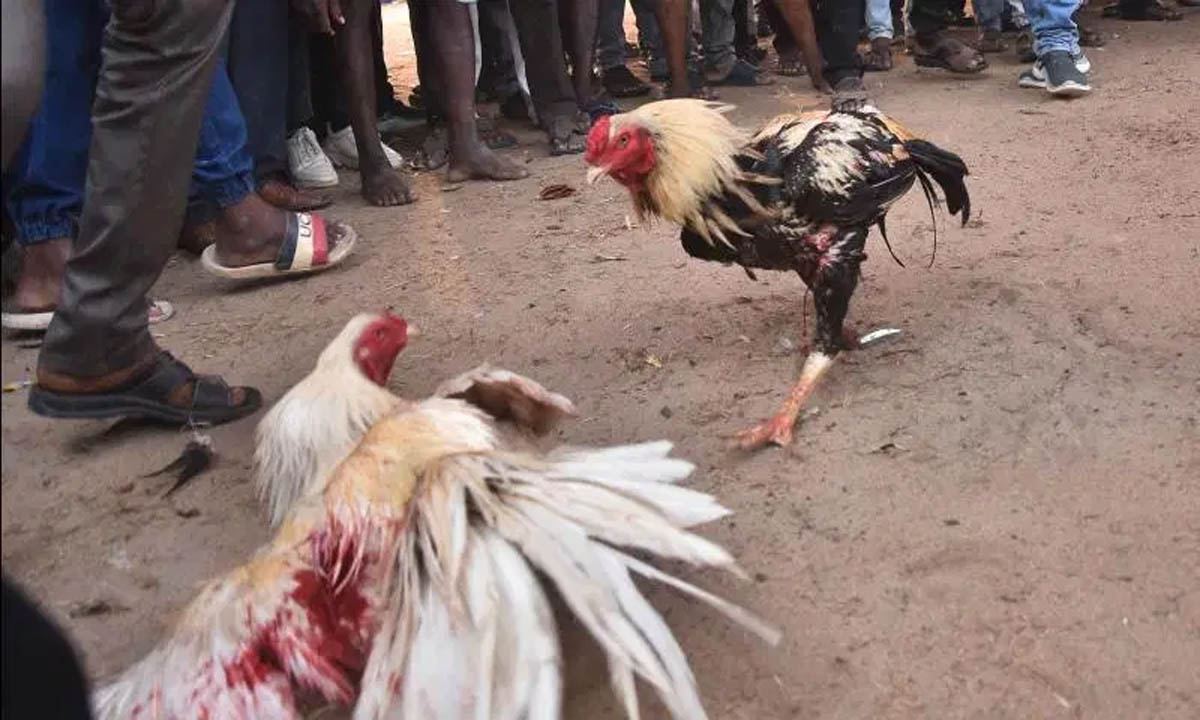 गोदावरी जिलों में मुर्गों की लड़ाई पर करोड़ों रुपये का दांव
