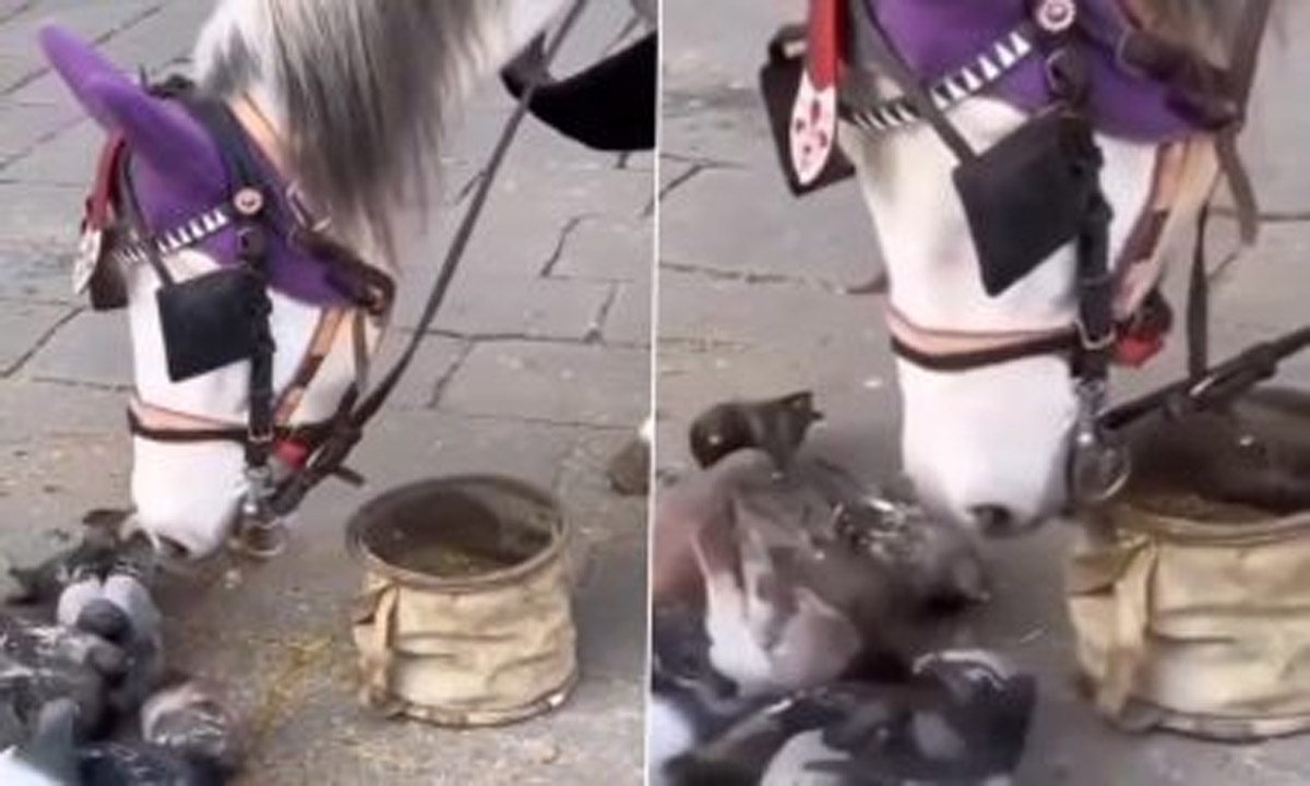 घोड़े ने पेश की दोस्ती की अनोखी मिसाल, देखें VIDEO