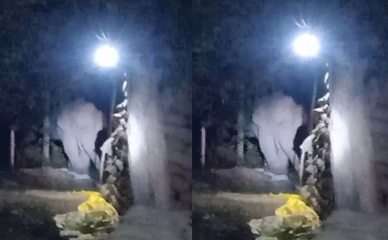 हाथी ने धान खरीदी केंद्र में मचाया उत्पात, चौकीदार और कर्मचारियों ने छुपकर बचाई जान