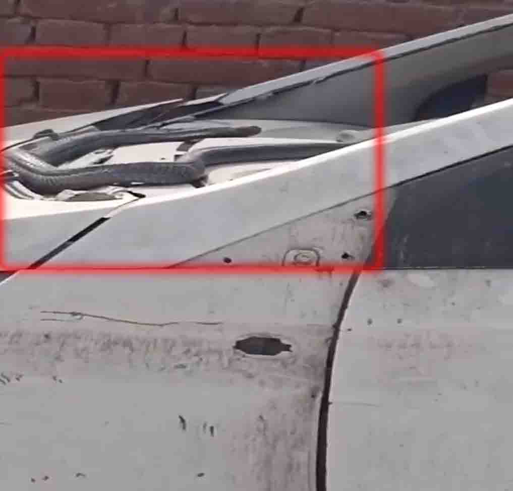 कार के डैशबोर्ड में बैठा था किंग कोबरा, देखें वीडियो