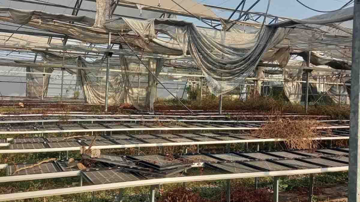 इंडो-इजराइल उद्यानिकी प्रोजेक्ट फेल, लाखों पौधे मरे