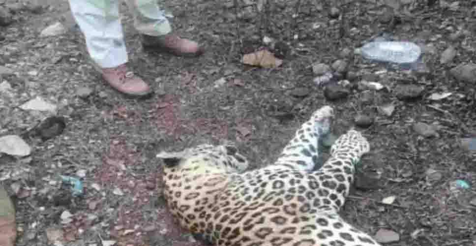 सड़क पार करते वक्त गाड़ियों से टकराए 2 तेंदुए, दोनों की मौत
