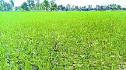 प्रदेश में बिना बारिश पीली पडऩे लगी गेहूं