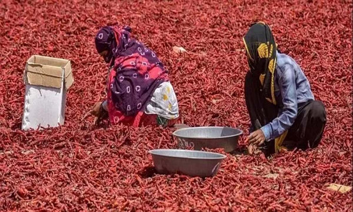 महबूबाबाद और वारंगल में 25 हजार एकड़ लाल मिर्च की फसल कीटों के कारण नष्ट