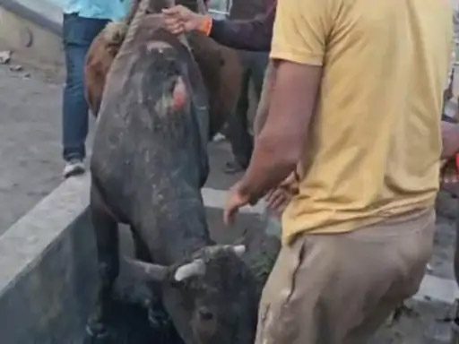 11 फीट गड्ढे में गिरे सांड का रेस्क्यू, जेसीबी मशीन की लेनी पड़ी मदद