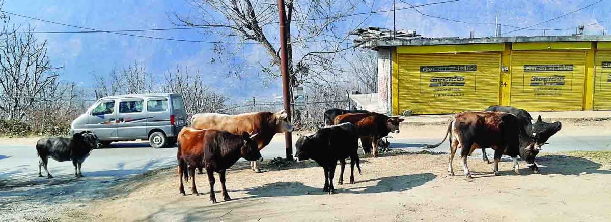 सडक़ हादसों का खतरा भी बढ़ा, फसल को पहुंचा रहे नुकसान