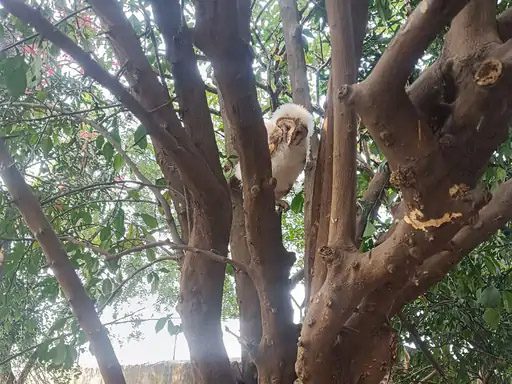 सफेद उल्लू को देखने उमड़ी भीड़, वन विभाग ने किया गांव से रेस्क्यू